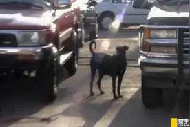 当狗对着你大叫该怎么办？训狗师教你技巧，恶狗瞬间怂了