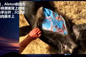 实拍：黑色的猪肉你看过吗？真相是什么视频封面