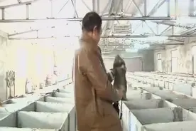 农村男子养老鼠，没想到，一年净赚30万视频封面