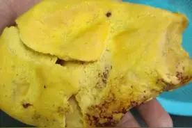 眉山农妇杀鸡发现“鸡宝” 重约200克图片