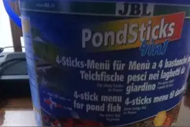 鱼友实战：治疗锦鲤烂嘴！图片