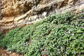 时隔80年重现踪迹，全球仅四川独有，“植物熊猫”开启野化计划图片