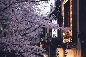 樱花季就要来了，可你真的了解樱花吗？图片