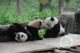 渝宝、渝贝、良月  三熊猫有名字了图片