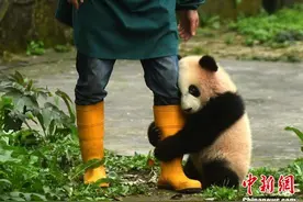 重庆动物园三只大熊猫幼仔正式命名与游客见面图片