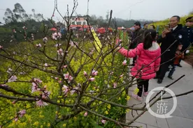 又到走马观花时 千亩桃花迎春来图片