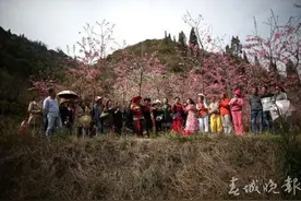 《老司机带带我》原唱现身昆明陡坡樱花节图片