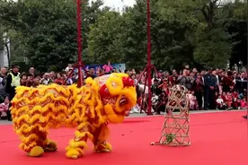 猪笼青，又名猪笼入水🙏祝大家新年财运亨通，诸事顺利#醒狮视频封面