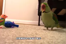 鹦鹉因宠主买2只玩具鸟吃醋，对其猛烈攻击，网友：幸好不是真的