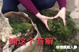 下山桩不发芽？，高手传授老树桩逼芽技巧，跟着师傅学一招就解决视频封面