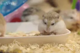 仓鼠吃鱼干萌萌哒