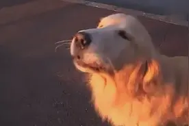 狗狗学叫救护车，学的太像了！