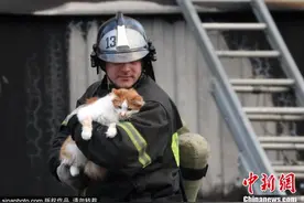 有爱！公寓楼天然气爆炸 消防员救出被困小猫图片