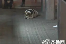 烟台：街头不吃不喝守候的心酸小狗：主人你在哪？图片