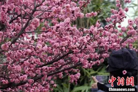 中国梅花之乡举行梅花节图片