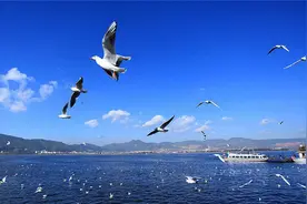 红嘴鸥大部队已离昆 在昆数量已不足总数十分之一图片