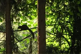 四川多地人工林松鼠泛滥成灾 沐川上千亩柳杉树被啃图片