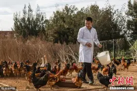 昆明8名大学生在学校里养鸡 年营业额近80万元图片