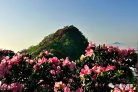 人间四月天，光雾看杜鹃！光雾山杜鹃花节4月15日开幕图片