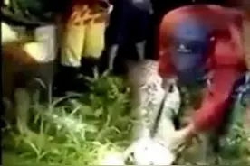 印尼7米长巨蟒吞噬男子 村民剖蛇腹寻回遗体图片