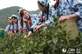 一片叶子，富了一方百姓！大竹举办首届喊山开茶文化节图片