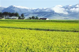 青海：盛夏的视觉盛宴图片
