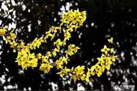 「美图」连翘花开 满城小黄花带您感知春天烂漫图片