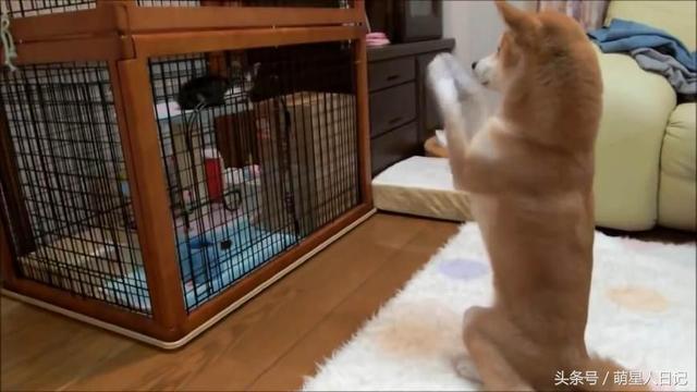 ��Ȯ����������è����Ҿ�ݰݣ�����һ����ˣ�����Բ�ʺһ���±�