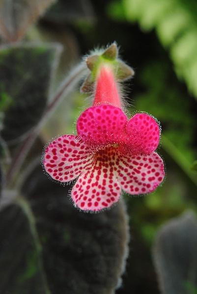 45种世界名花,百花齐放,争奇斗艳,朵朵皆惊艳,最喜昙花一现