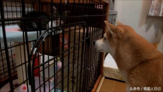 ��Ȯ����������è����Ҿ�ݰݣ�����һ����ˣ�����Բ�ʺһ���±�