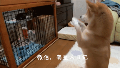 ��Ȯ����������è����Ҿ�ݰݣ�����һ����ˣ�����Բ�ʺһ���±�