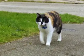 科学家给猫咪戴上定位项圈，发现猫每天都会在固定区域巡视