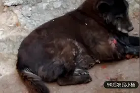 狗狗受伤了，流了好多血，好可怜啊！看农村人怎样给他治疗视频封面