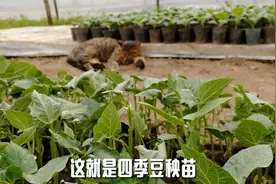 正月里，蔬菜种植的黄金时间视频封面