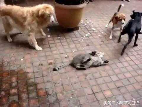 ��ֻ�������ֹ����в�С�Ĳȵ������ˣ�Ȼ��������������ð�����