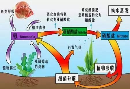 这也许是关于叶面肥介绍最全面的文章
