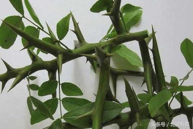 安康人认识这种带刺的植物?能消除皮肤脓肿农村到处都有