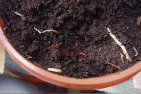 把淘米水倒进盆里就长虫，小黑飞也除不尽，自制肥料害苦新人图片