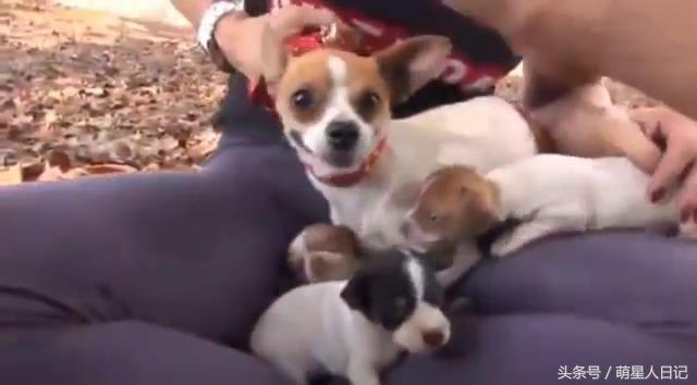 ������ס�����˹����费��������ֻΪ���Ĳų������õ���ֻС�̹�