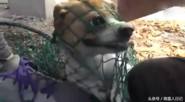 ������ס�����˹����费��������ֻΪ���Ĳų������õ���ֻС�̹�