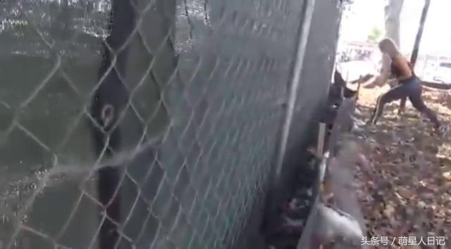 ������ס�����˹����费��������ֻΪ���Ĳų������õ���ֻС�̹�