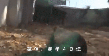 ������ס�����˹����费��������ֻΪ���Ĳų������õ���ֻС�̹�