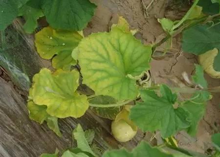 这也许是关于叶面肥介绍最全面的文章