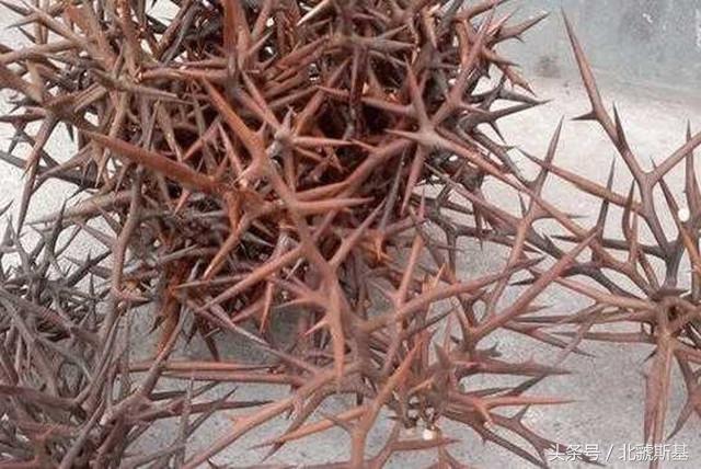 皂角刺【品种来源】豆科植物皂荚的干燥棘刺.