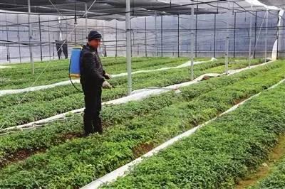 这也许是关于叶面肥介绍最全面的文章