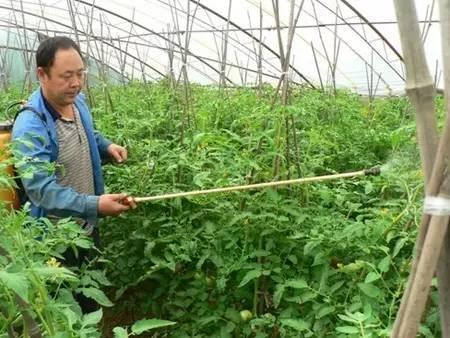 这也许是关于叶面肥介绍最全面的文章