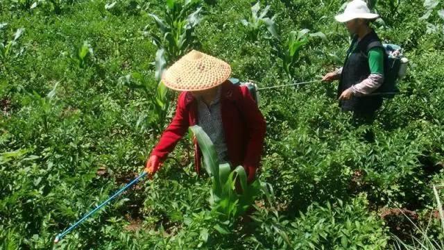 这也许是关于叶面肥介绍最全面的文章