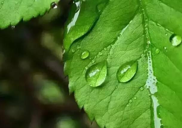 这也许是关于叶面肥介绍最全面的文章