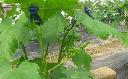 这也许是关于叶面肥介绍最全面的文章