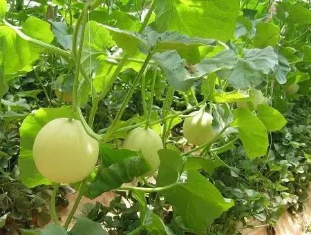 这也许是关于叶面肥介绍最全面的文章